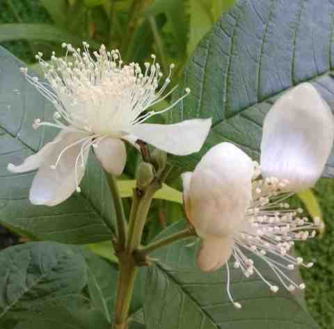 Flor de guayaba injerto